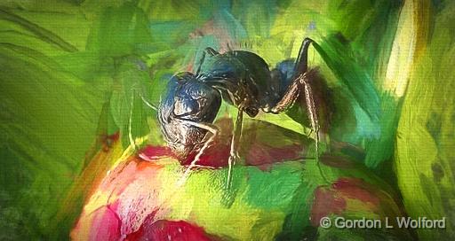 Ant On A Peony Bud Art_P1120860.jpg - Photographed near Smiths Falls, Ontario, Canada.